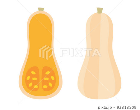 バターナッツ南瓜をイメージしたイラスト バターナッツ南瓜をイメージしたイラスト 92313509