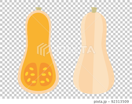 バターナッツ南瓜をイメージしたイラスト バターナッツ南瓜をイメージしたイラスト 92313509