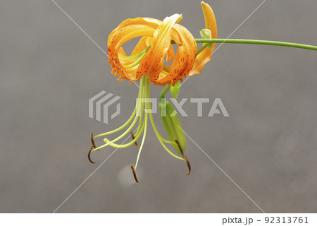 オニユリ(鬼百合)のオレンジの花が美しい オニユリ(鬼百合)のオレンジの花が美しい 92313761