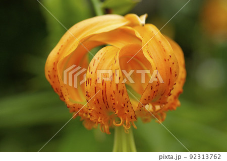 オニユリ(鬼百合)のオレンジの花が美しい オニユリ(鬼百合)のオレンジの花が美しい 92313762