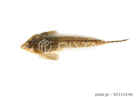 メゴチが釣れた メゴチが釣れた 92314246