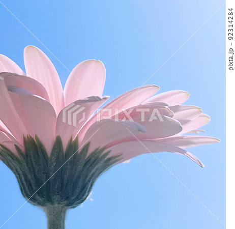 Pink gerbera daisy flower and sunny sky, spring nature concept 92314284