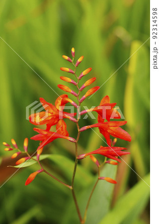 ヒメヒオウギズイセン（ヒメヒオウギスイセン,姫檜扇水仙）の花姿が個性的で美しい 92314598