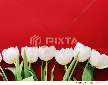 White tulips on red backdrop, beautiful flowers as flatlay background, floral concept 92314832