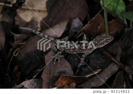 生き物 爬虫類 ミナミヤモリ、スマートな体にまだら模様。薄暗い石垣島の林にいました 生き物 爬虫類 ミナミヤモリ、スマートな体にまだら模様。薄暗い石垣島の林にいました 92314833