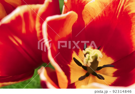 Beautiful tulips in botanical floral garden and beauty in nature concept Beautiful tulips in botanical floral garden and beauty in nature concept 92314846