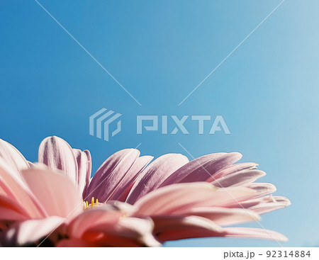 Petals of pink gerbera daisy flower and blue sunny sky, spring nature concept Petals of pink gerbera daisy flower and blue sunny sky, spring nature concept 92314884