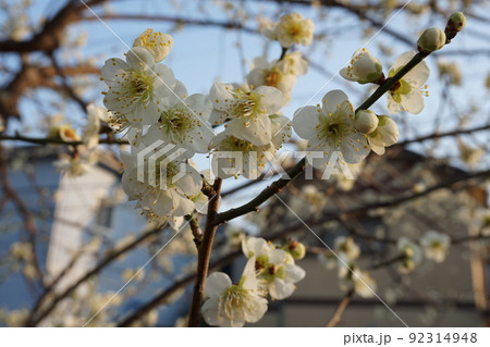 梅の花 梅の花 92314948