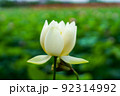 薄紅色が多い蓮池で目立つ白い色の蓮の花 92314992