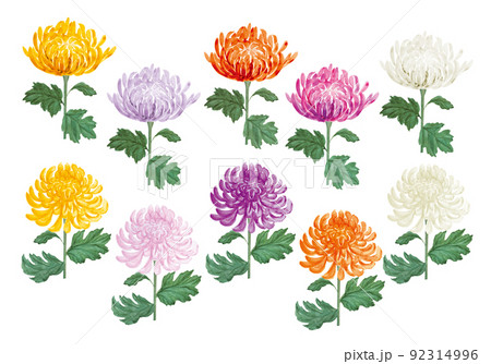 様々な色の和菊の手書きイラスト 92314996