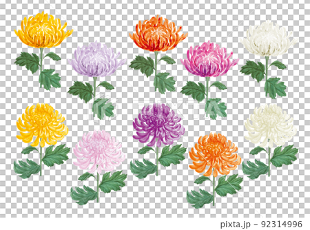 様々な色の和菊の手書きイラスト 92314996