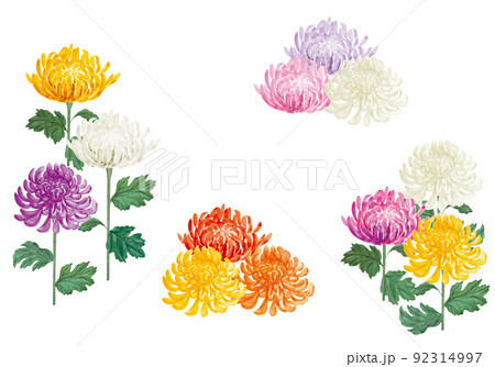 様々な色の和菊の手書きイラスト 92314997