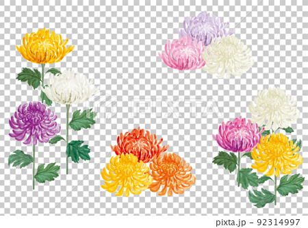 様々な色の和菊の手書きイラスト 92314997