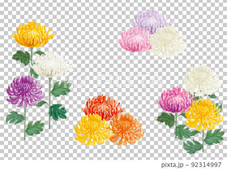 様々な色の和菊の手書きイラスト 様々な色の和菊の手書きイラスト 92314997