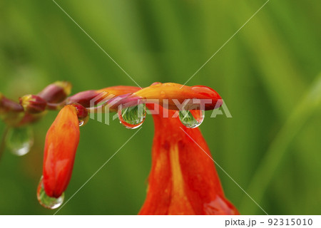 ヒメヒオウギズイセン(ヒメヒオウギスイセン,姫檜扇水仙)に付いた雫が面白い ヒメヒオウギズイセン(ヒメヒオウギスイセン,姫檜扇水仙)に付いた雫が面白い 92315010