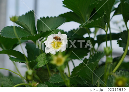 ミツバチ受粉いちご花ポリネーション花粉交配イメージ写真素材 92315939