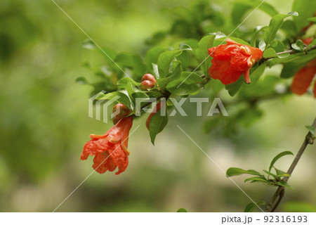 ザクロ(柘榴)の朱色の花が緑の若葉に映えて美しい ザクロ(柘榴)の朱色の花が緑の若葉に映えて美しい 92316193
