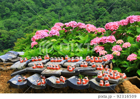 勝尾寺　満開の紫陽花と勝ちダルマ 92316509