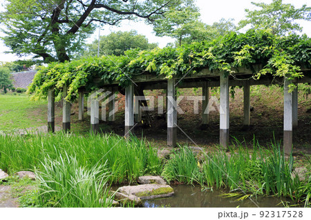 盛岡城跡公園、藤棚 盛岡城跡公園、藤棚 92317528