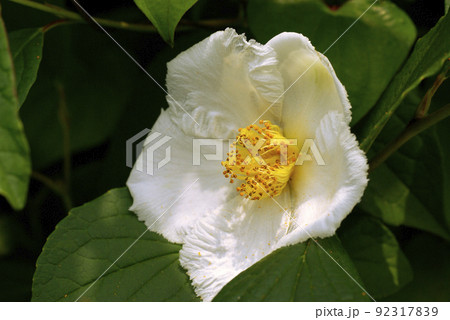 ナツツバキ（夏椿，沙羅の木）の純白な花が清楚で美しい 92317839