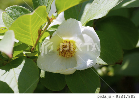 ナツツバキ（夏椿，沙羅の木）の純白な花が清楚で美しい 92317885