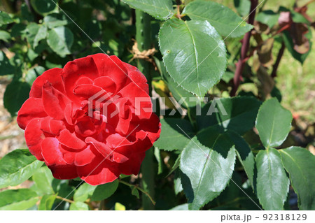 宴（バラの花）、イメージ 92318129