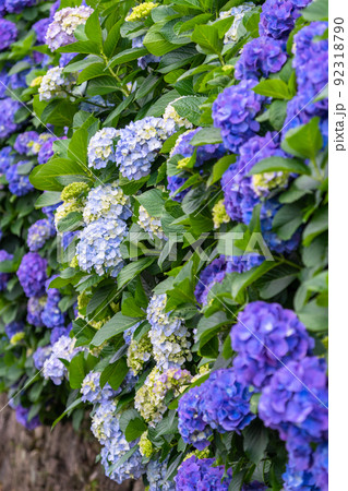あじさい・梅雨イメージ 92318790