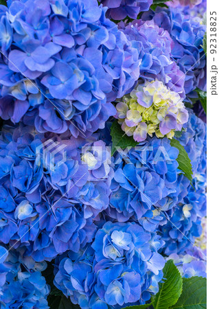あじさい・梅雨イメージ あじさい・梅雨イメージ 92318825