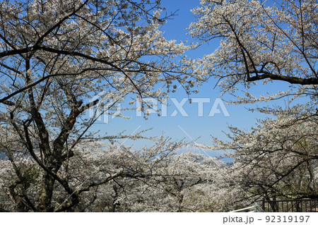 城山公園から岩手山を望む、桜まつり 92319197