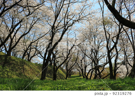 城山公園（岩手県紫波町）、桜まつり 92319276