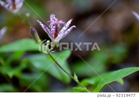 ホトトギスは夏の終わりから秋にかけて斑点模様の花を咲かせる日本固有の花 92319477