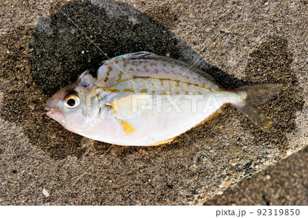 釣ったばかりのヒイラギ 92319850