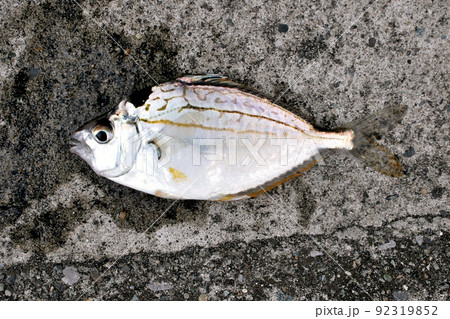 釣ったばかりのヒイラギ 92319852