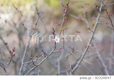 梅林の梅 オールドレンズ 梅林の梅 オールドレンズ 92320047