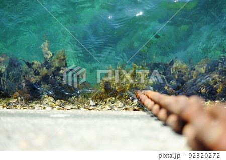 岸壁に付いたカキ海藻 92320272