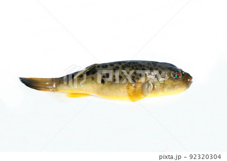 釣ったヒガンフグを白バックで 釣ったヒガンフグを白バックで 92320304