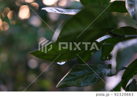 雨上がり自然植物素材 92320663