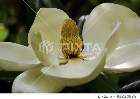 タイサンボク(大盞木,泰山木)の白く大きな花から甘い香りが漂う タイサンボク(大盞木,泰山木)の白く大きな花から甘い香りが漂う 92320938
