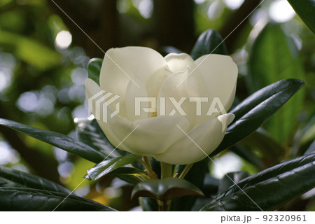 タイサンボク（大盞木,泰山木）の白く大きな花から甘い香りが漂う 92320961