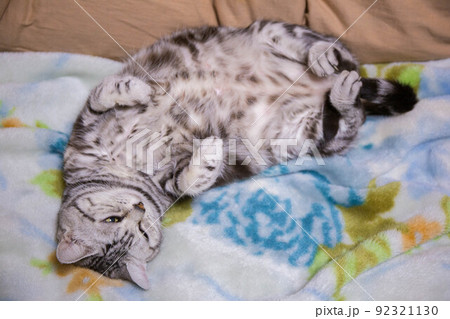 飼いたい猫ランキング上位 アメリカンショートヘア 飼いたい猫ランキング上位 アメリカンショートヘア 92321130