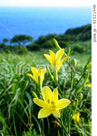 青い海を背景に咲くユウスゲの花 92321446