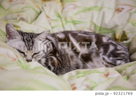 飼いたい猫ランキング上位　アメリカンショートヘア 92321769