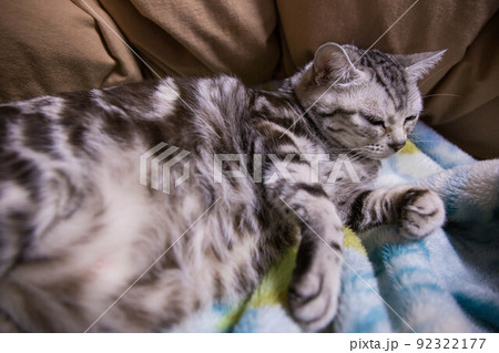 飼いたい猫ランキング上位　アメリカンショートヘア 92322177