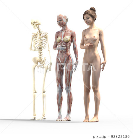 筋肉標本 女性 perming3DCGイラスト素材 筋肉標本 女性 perming3DCGイラスト素材 92322186