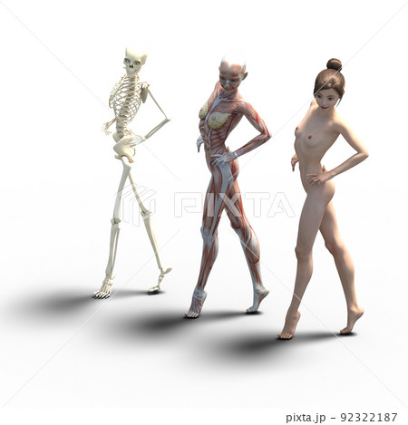 筋肉標本 女性 perming3DCGイラスト素材 筋肉標本 女性 perming3DCGイラスト素材 92322187