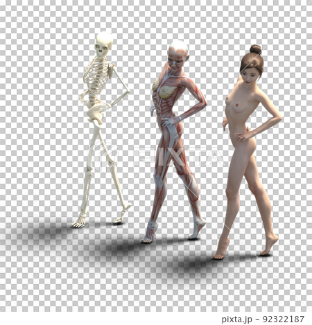 筋肉標本 女性 perming3DCGイラスト素材 筋肉標本 女性 perming3DCGイラスト素材 92322187