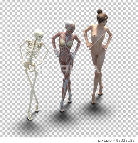 筋肉標本　女性　perming3DCGイラスト素材 92322188