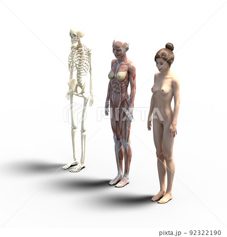 筋肉標本　女性　perming3DCGイラスト素材 92322190