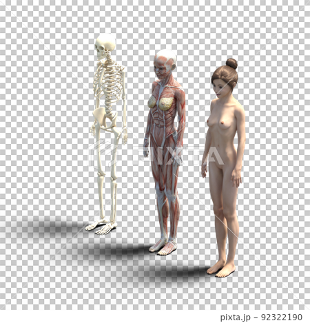 肌肉標本女性perming3DCG插圖素材 92322190