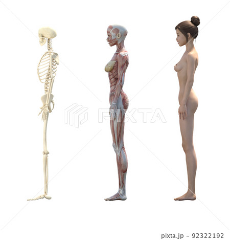 筋肉標本　女性　perming3DCGイラスト素材 92322192